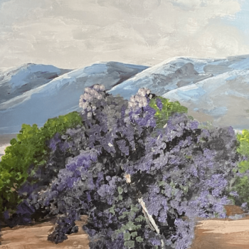 Tucson Smoke Tree