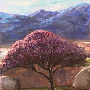 Tucson Smoke Tree