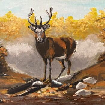 Wildlife Impressions